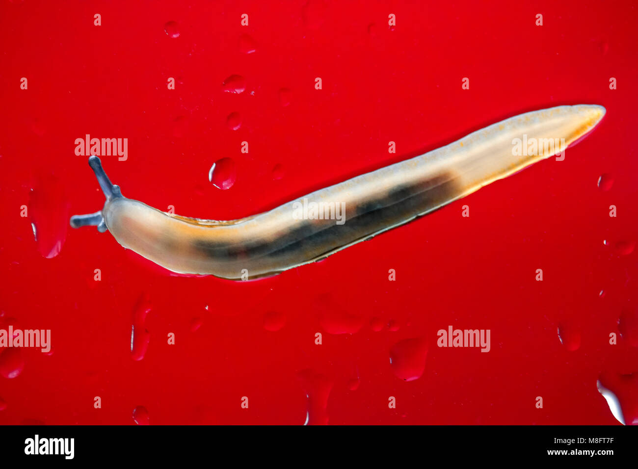 Translucent body of back lit slug gliding through moisture on window ...