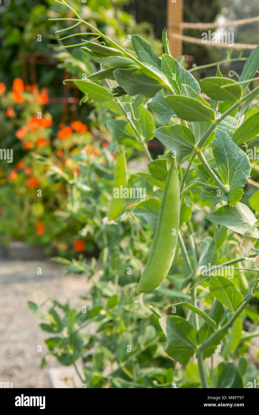 Close-up of snap peas on the vine Stock Photo