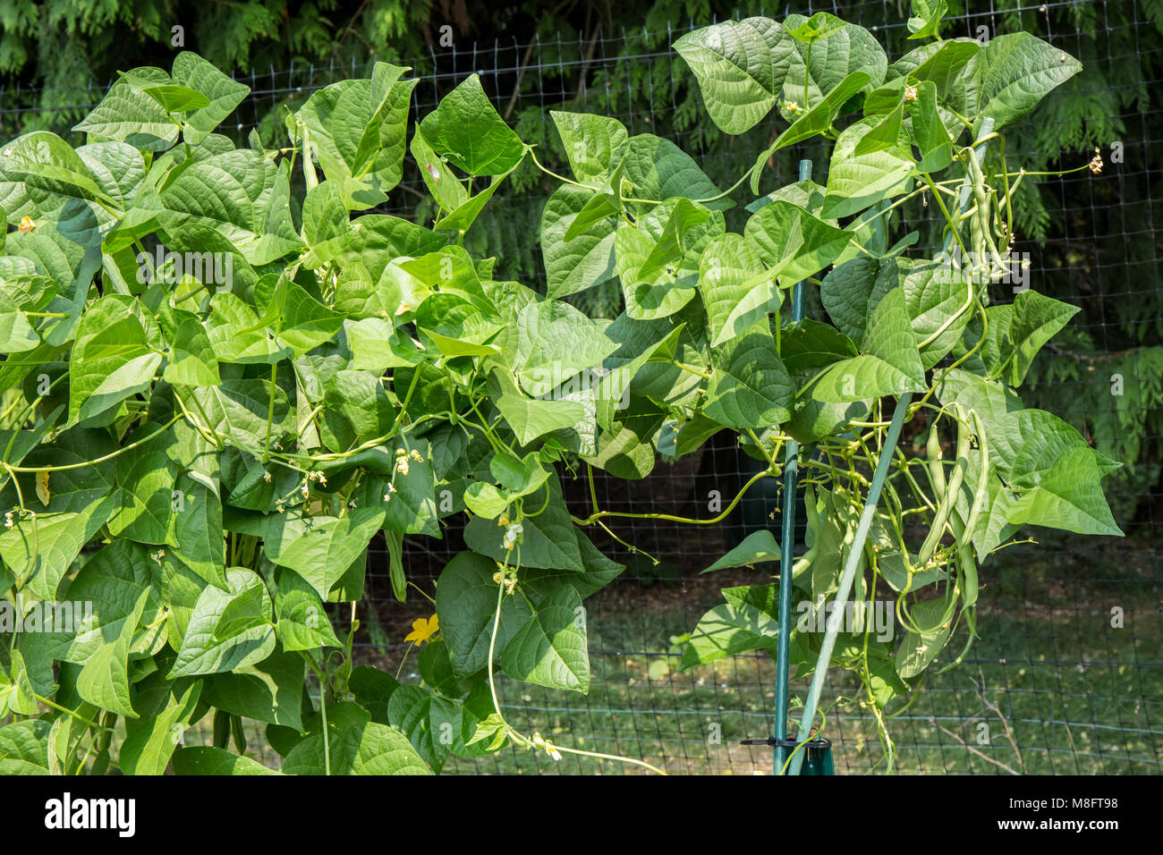 Pole green beans growing on a trellis Stock Photo Alamy