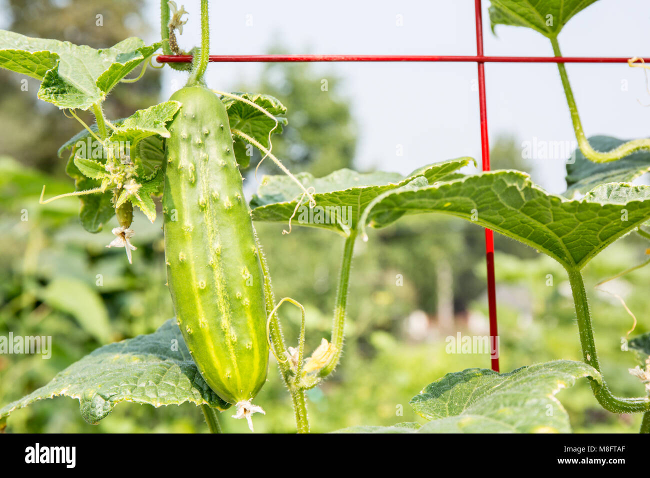 Issaquah, Washington, USA.  Diva Cucumber growing up a trellis. Stock Photo