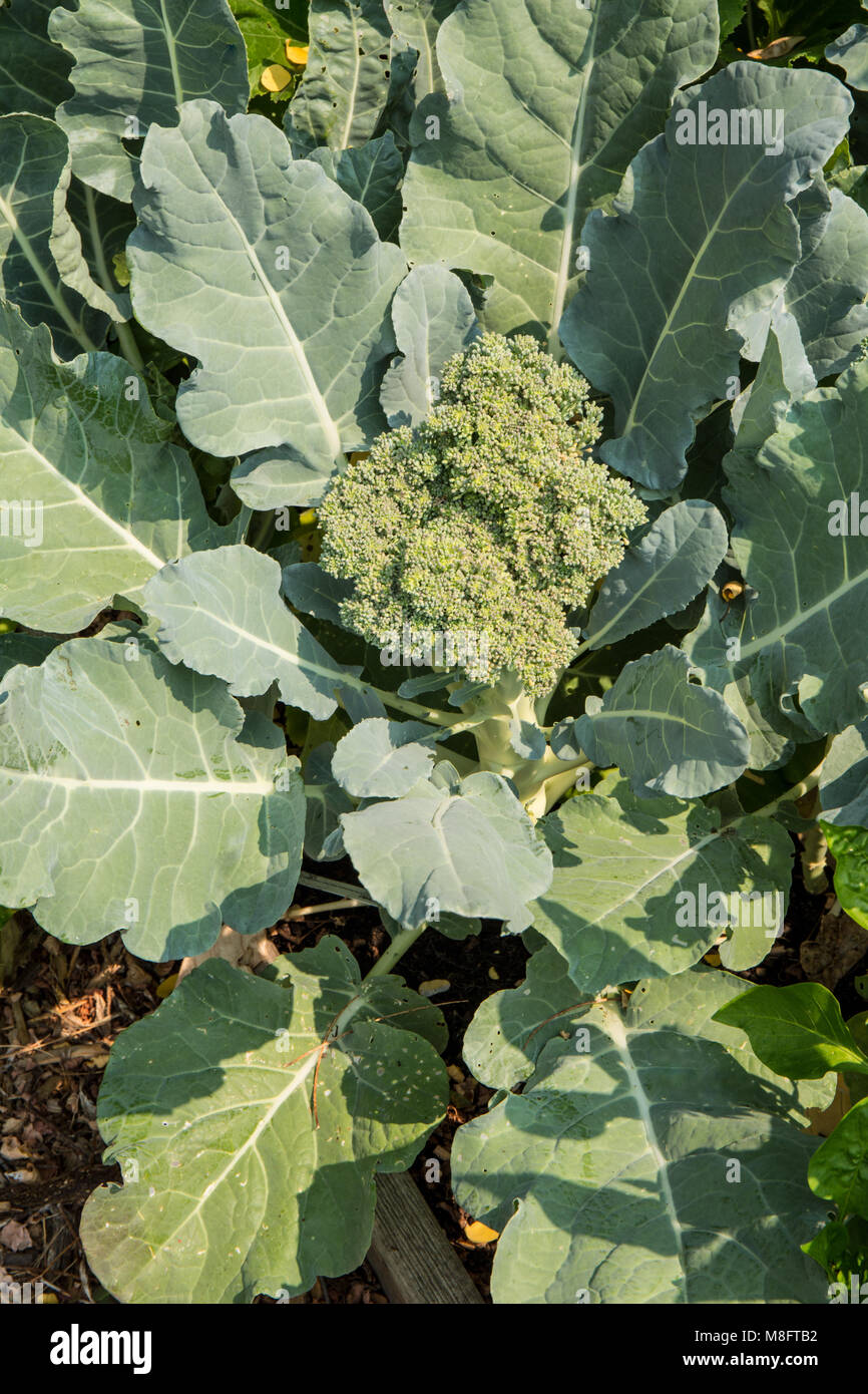 Broccoli plant ready to harvest Stock Photo Alamy