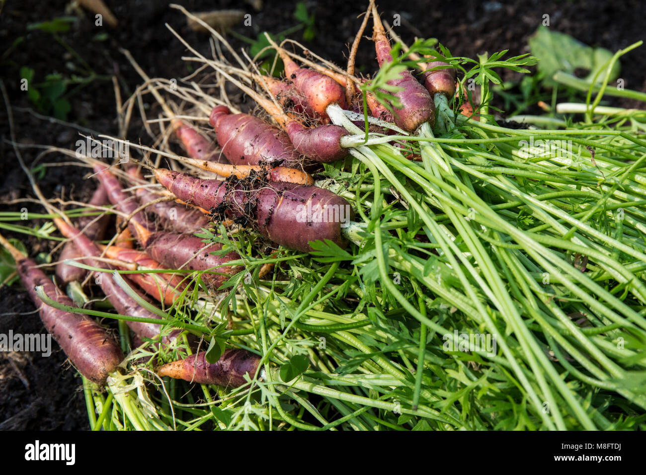 Freshly harvested Purple Haze carrots.  They have a sweet flavor with a tender yet snappy crunch. Stock Photo