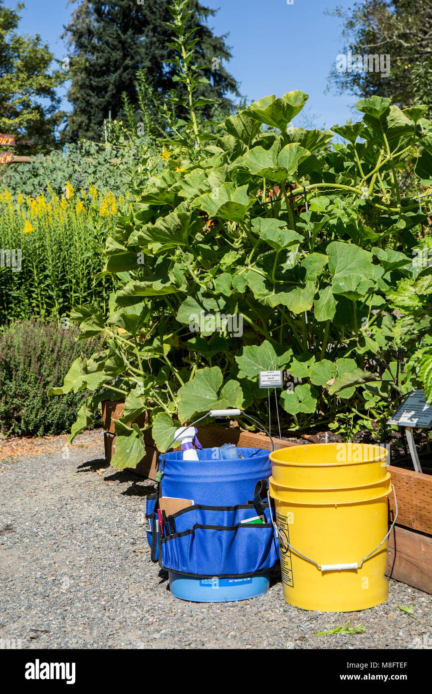 Buckets of garden tools in front of Buttercup Kabocha squash plants