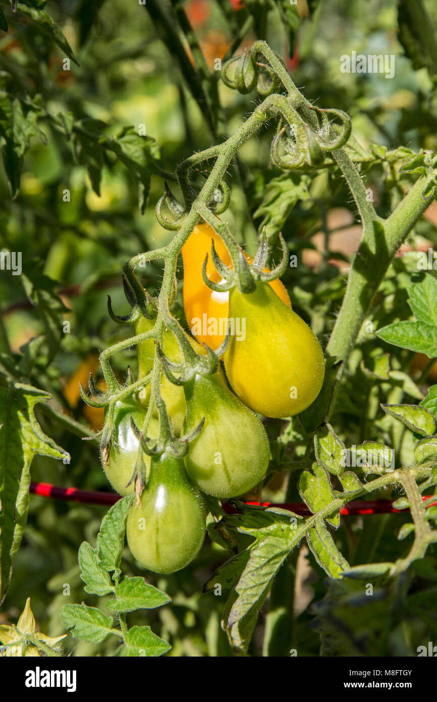Yellow Pear heirloom tomato plant Stock Photo