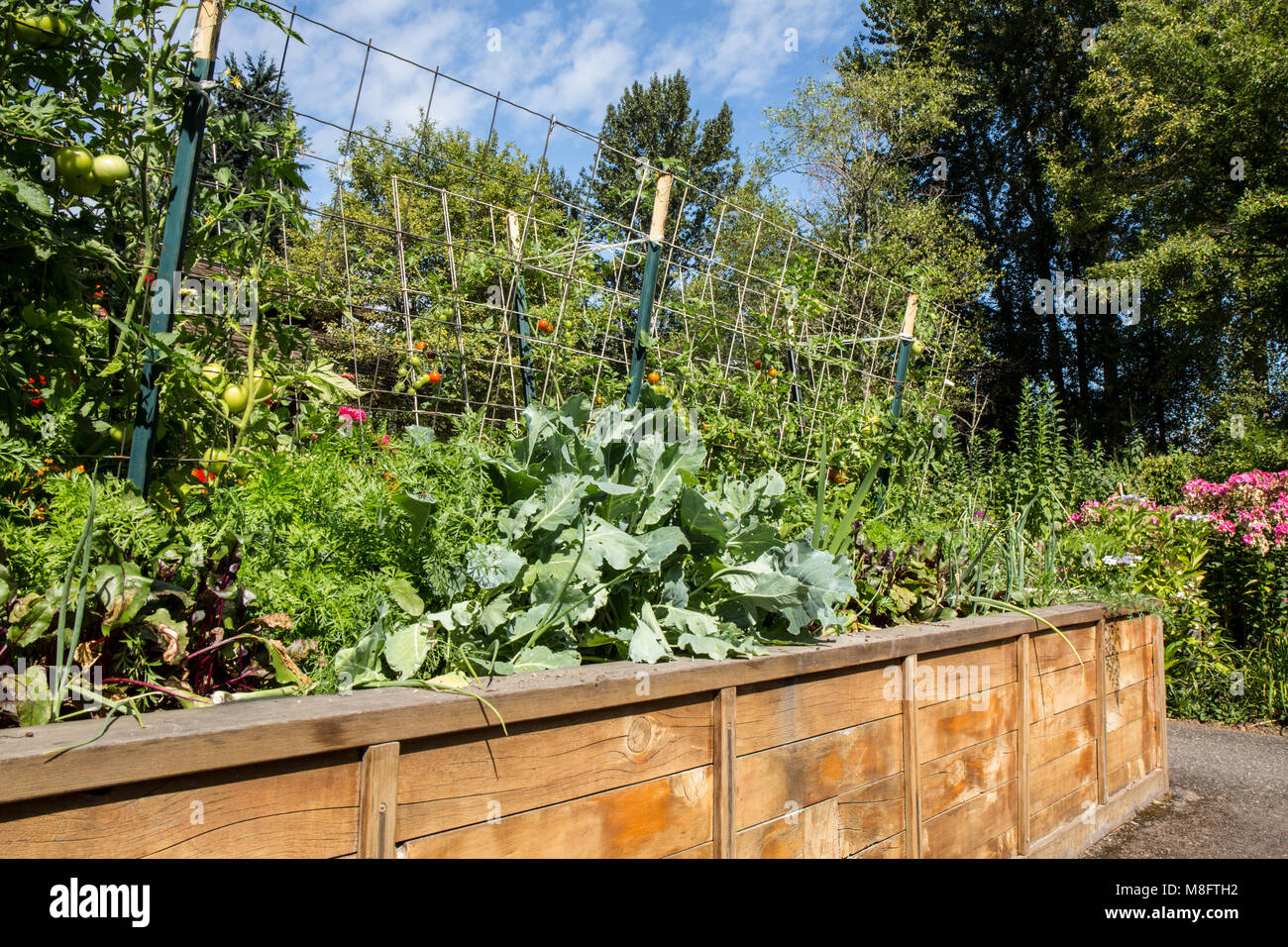 Waisthigh raised bed garden with cabbage, carrots, onions, cherry