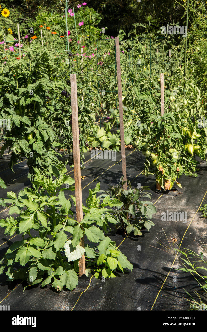 Black garden fabric being used for weed control around sweet pepper plants. Stock Photo