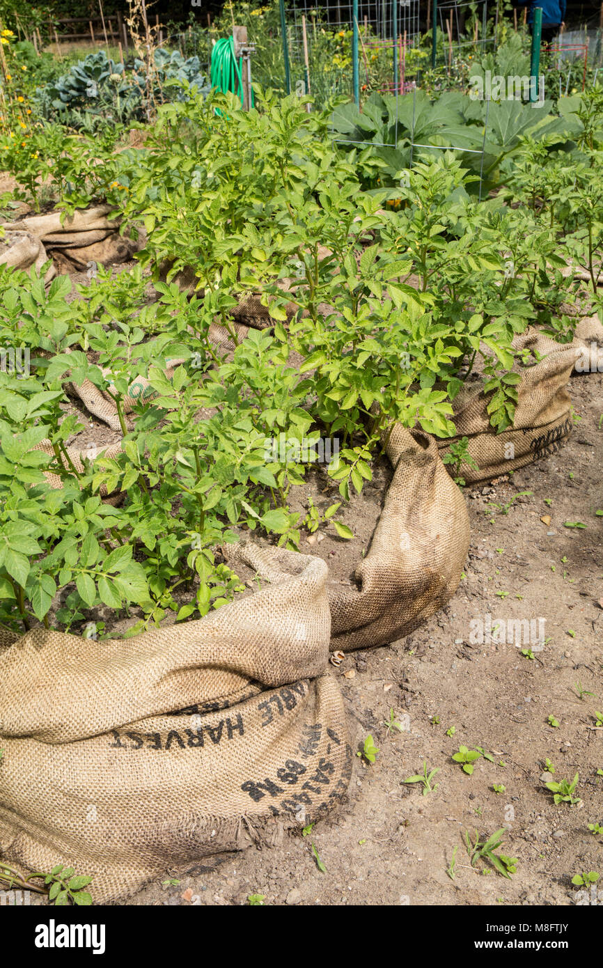 growing plants in burlap bags