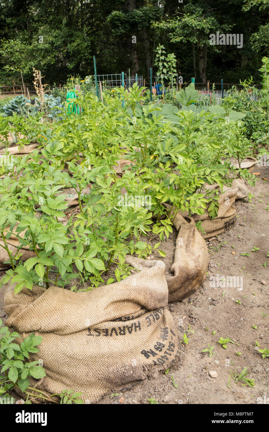 https://c8.alamy.com/comp/M8FTM7/potatoes-growing-in-burlap-bags-M8FTM7.jpg