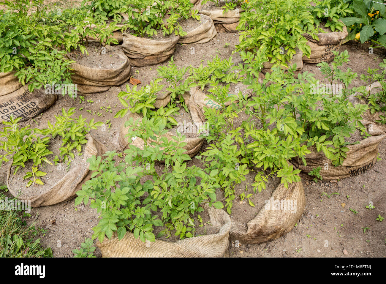 Grow bag potato hi-res stock photography and images - Alamy
