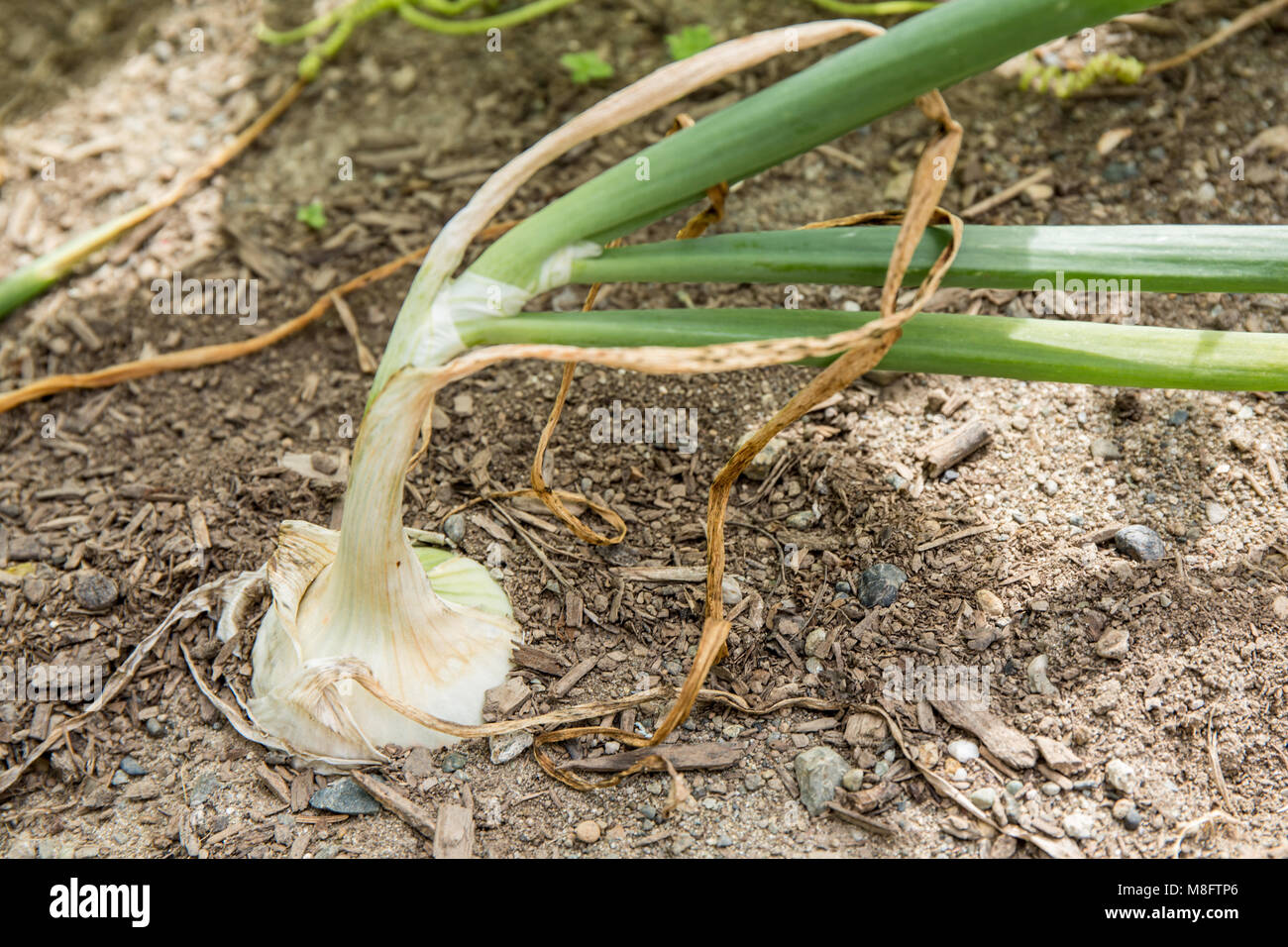 Onion plant ready to harvest Stock Photo Alamy