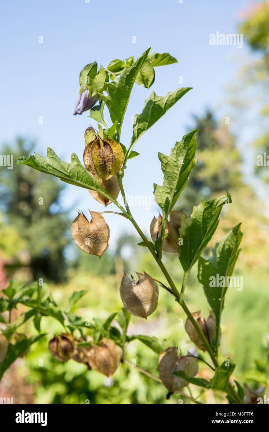 Kangaroo apples hires stock photography and images Alamy