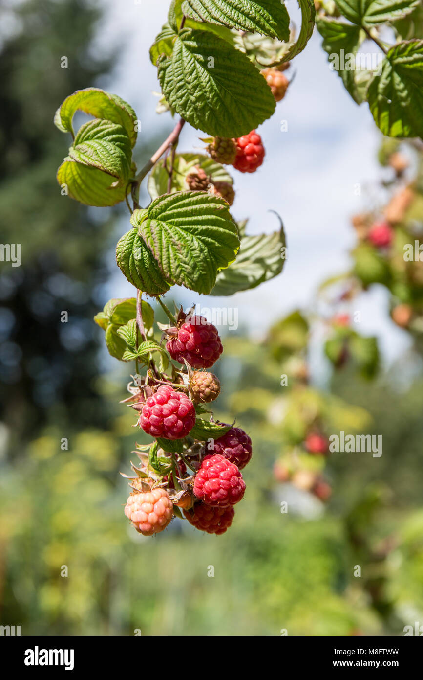 Bellevue, Washington, USA. Raspberries on the vine in various stages of