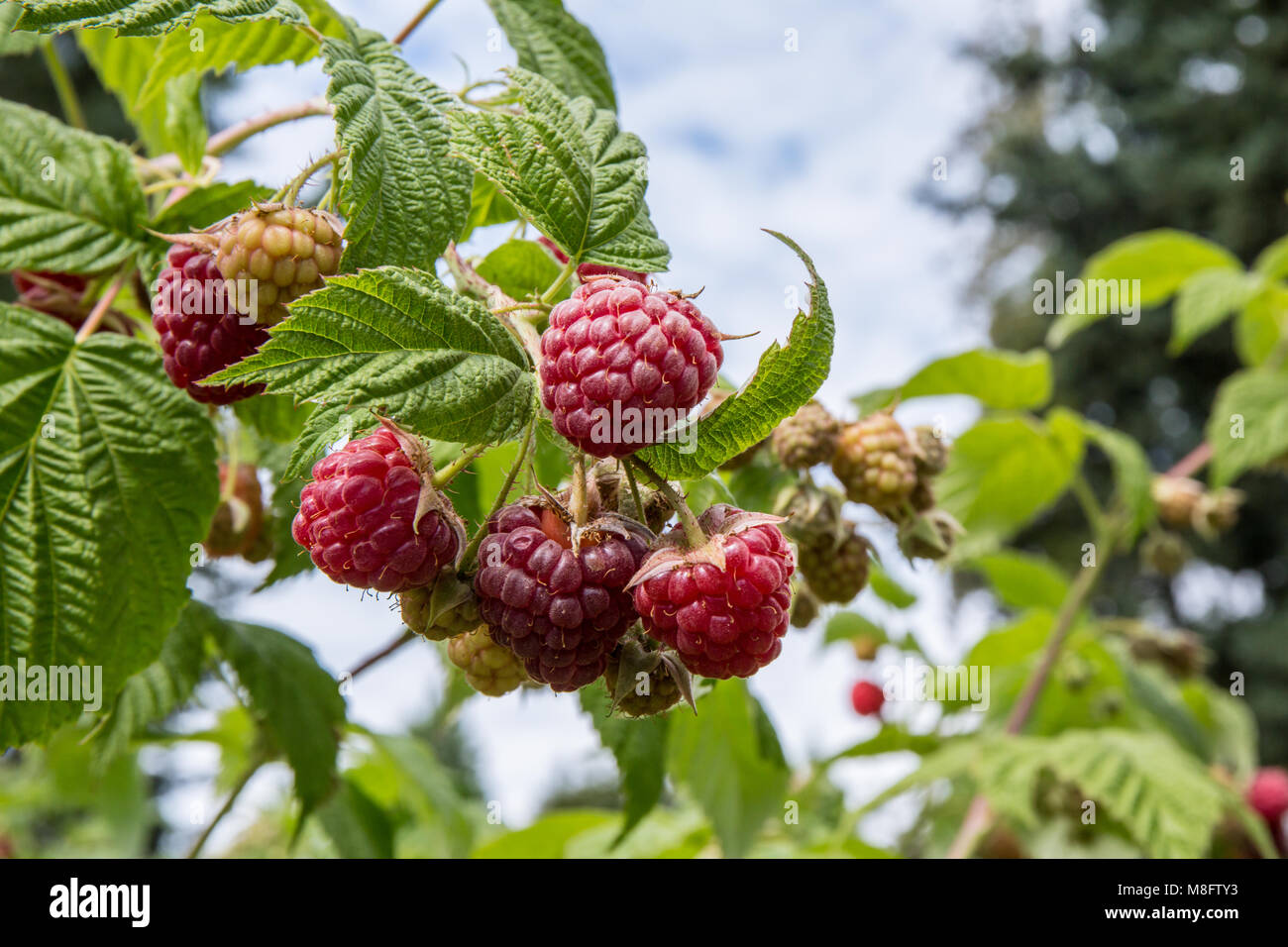 Raspberries fruit stages hi-res stock photography and images - Alamy