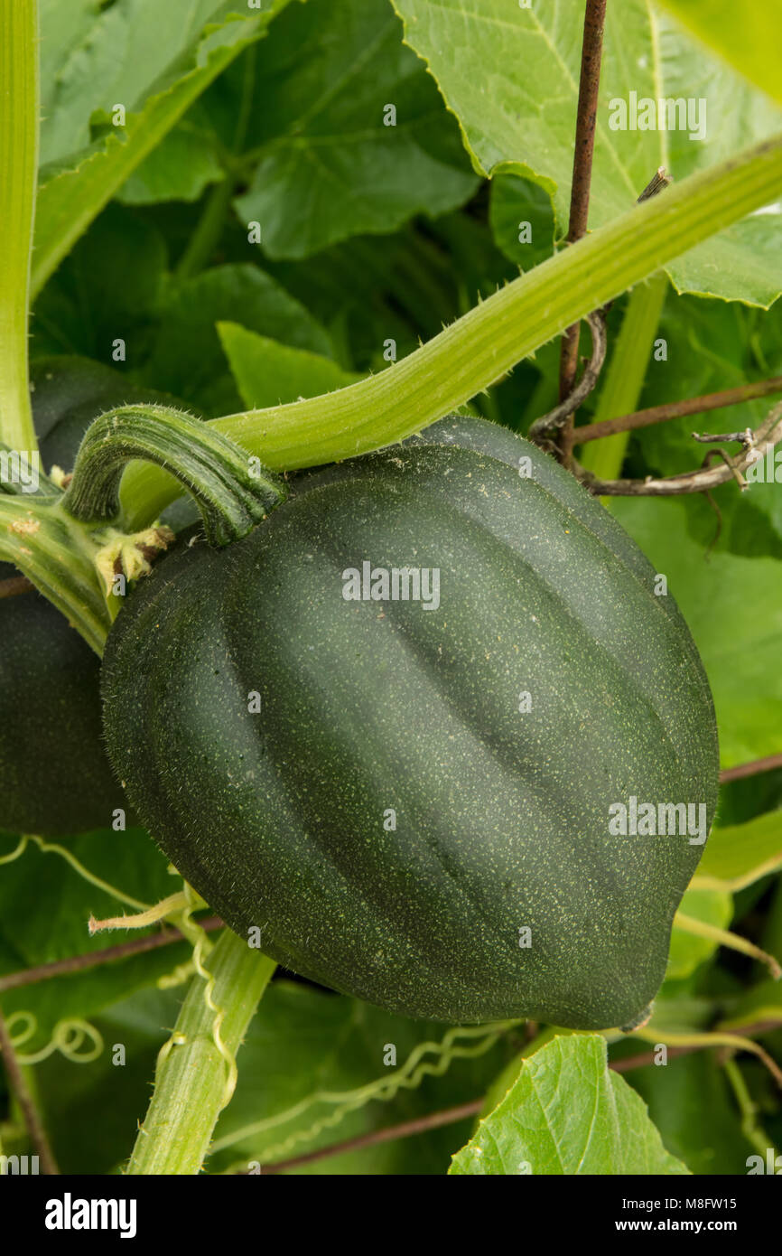 Acorn squash ready to harvest.  It is also called pepper squash or Des Moines squash, and is a winter squash Stock Photo