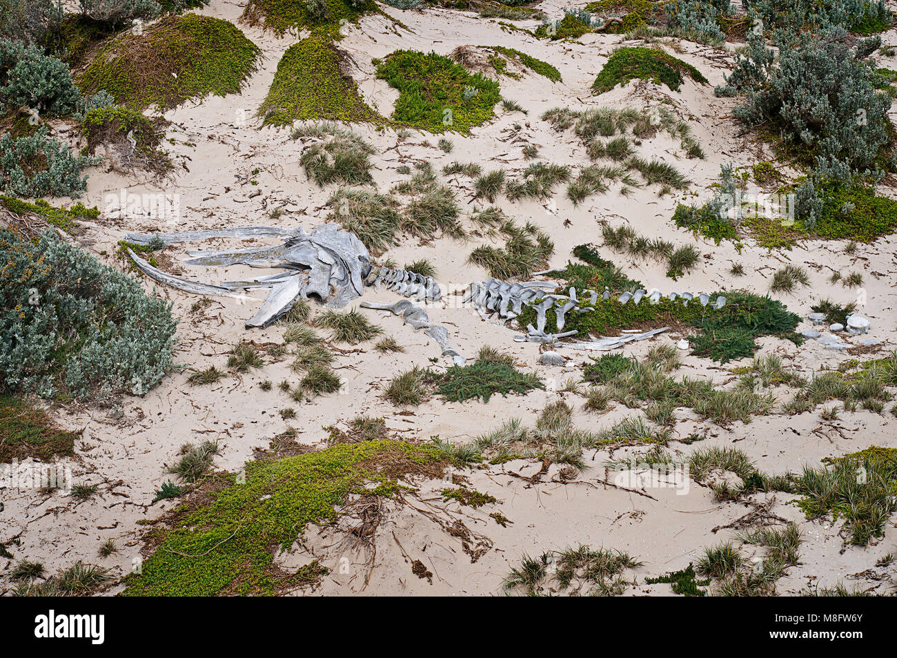 Bleached whale bones in sand dunes at Seal Bay Kangaroo Island, South Australia Stock Photo