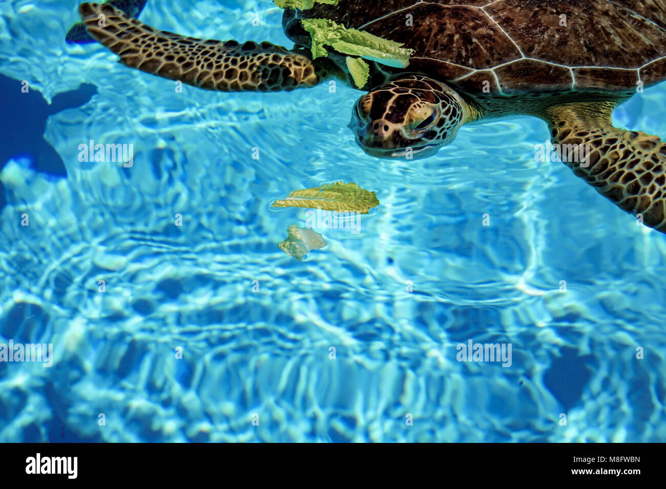 swimming sea turtle in crystal clear blue water Stock Photo - Alamy