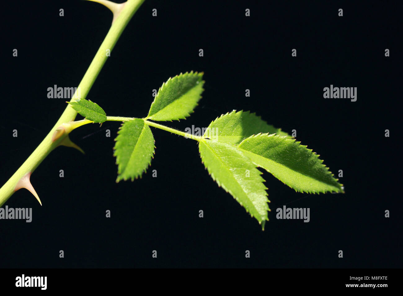 Rose thorn against black background Stock Photo Alamy