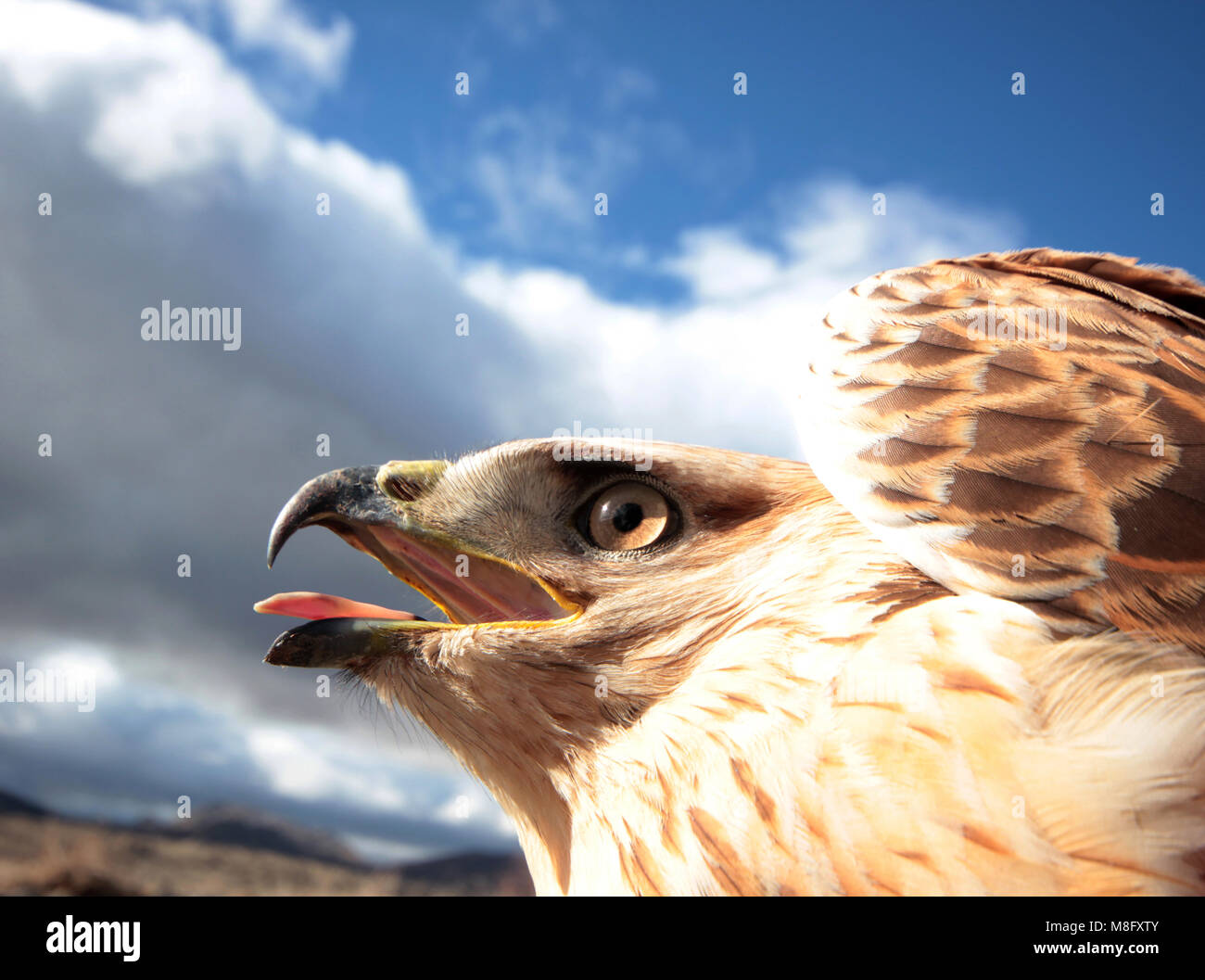 Red Tailed hawk Stock Photo Alamy