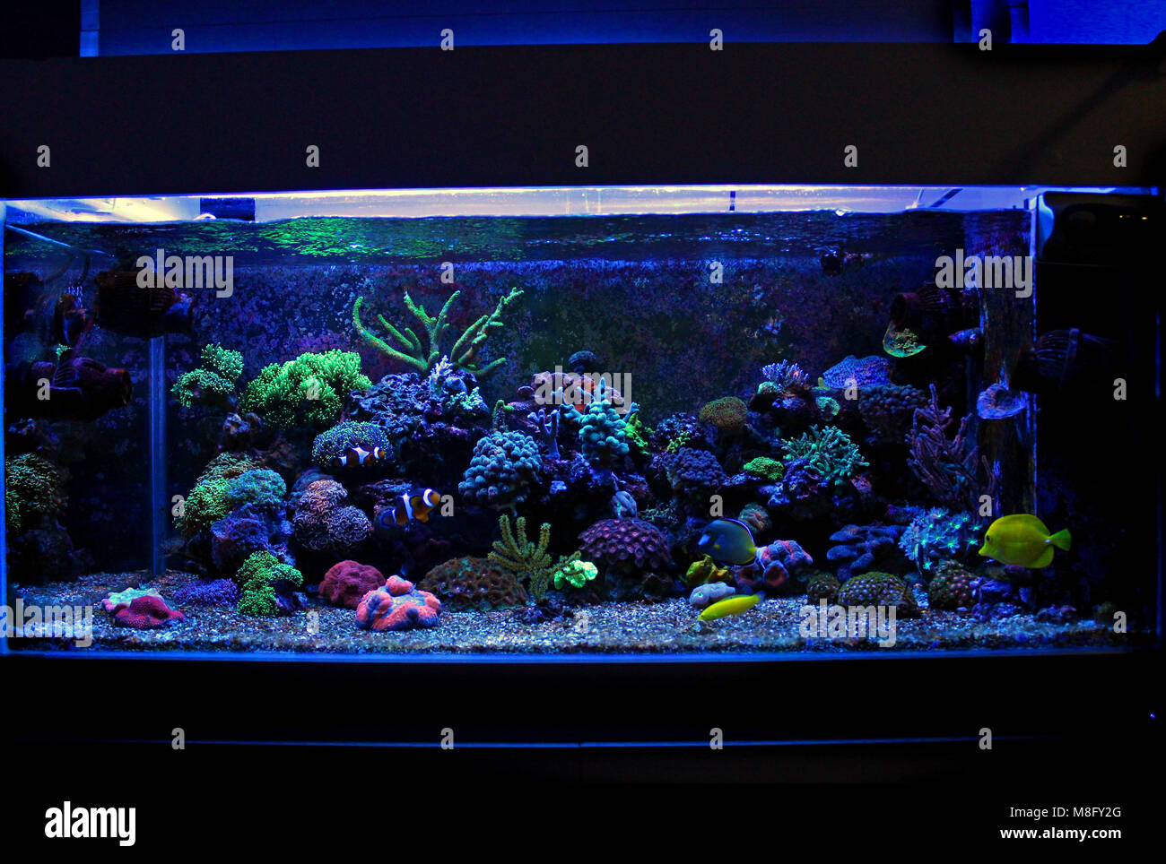 Saltwater coral reef aquarium tank Stock Photo Alamy
