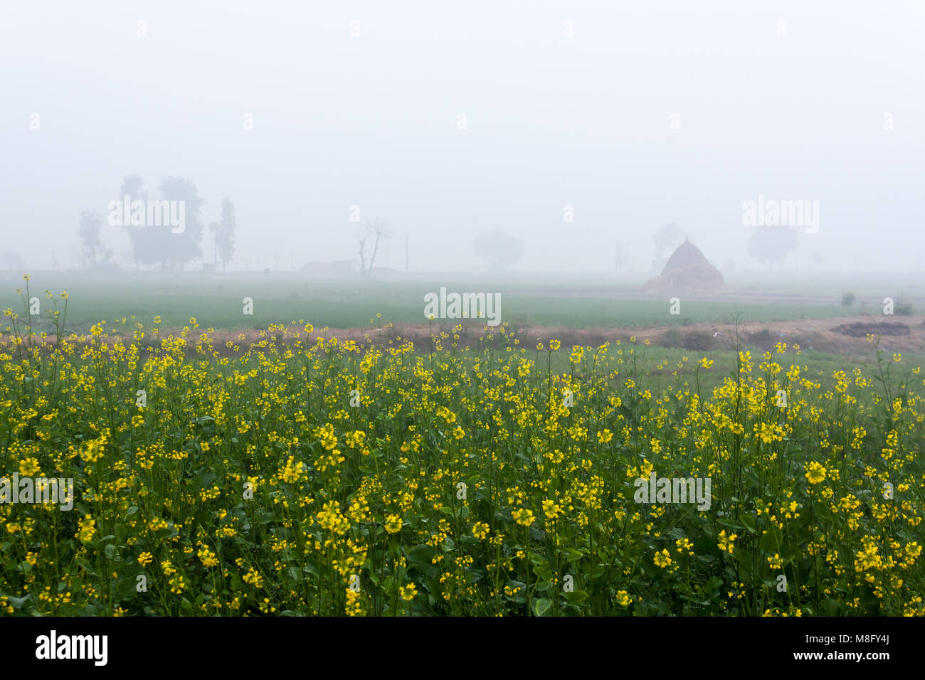 Mustard Field in Foggy Morning in Punjab, India Stock Photo Alamy