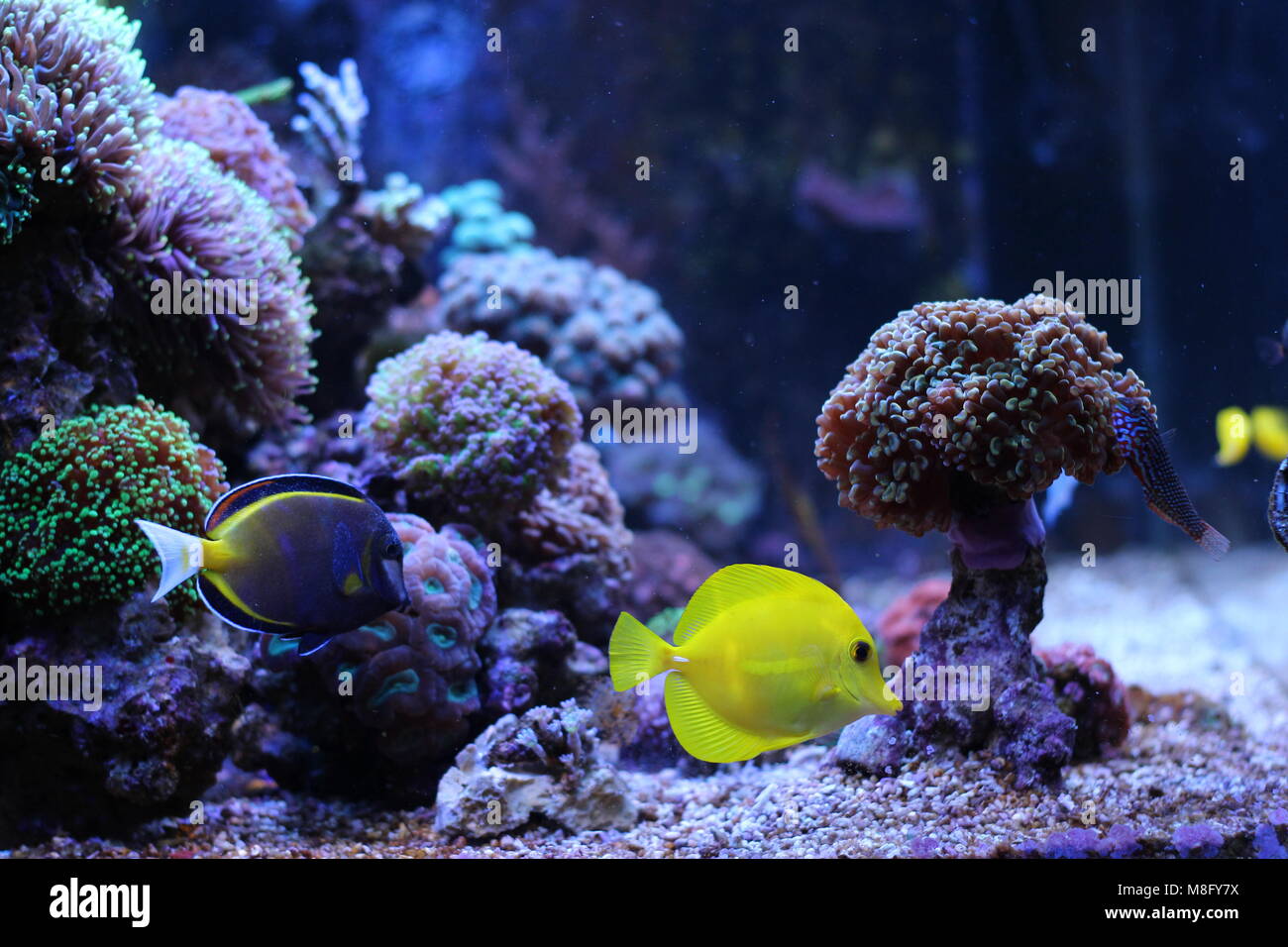 Saltwater coral reef aquarium tank Stock Photo Alamy