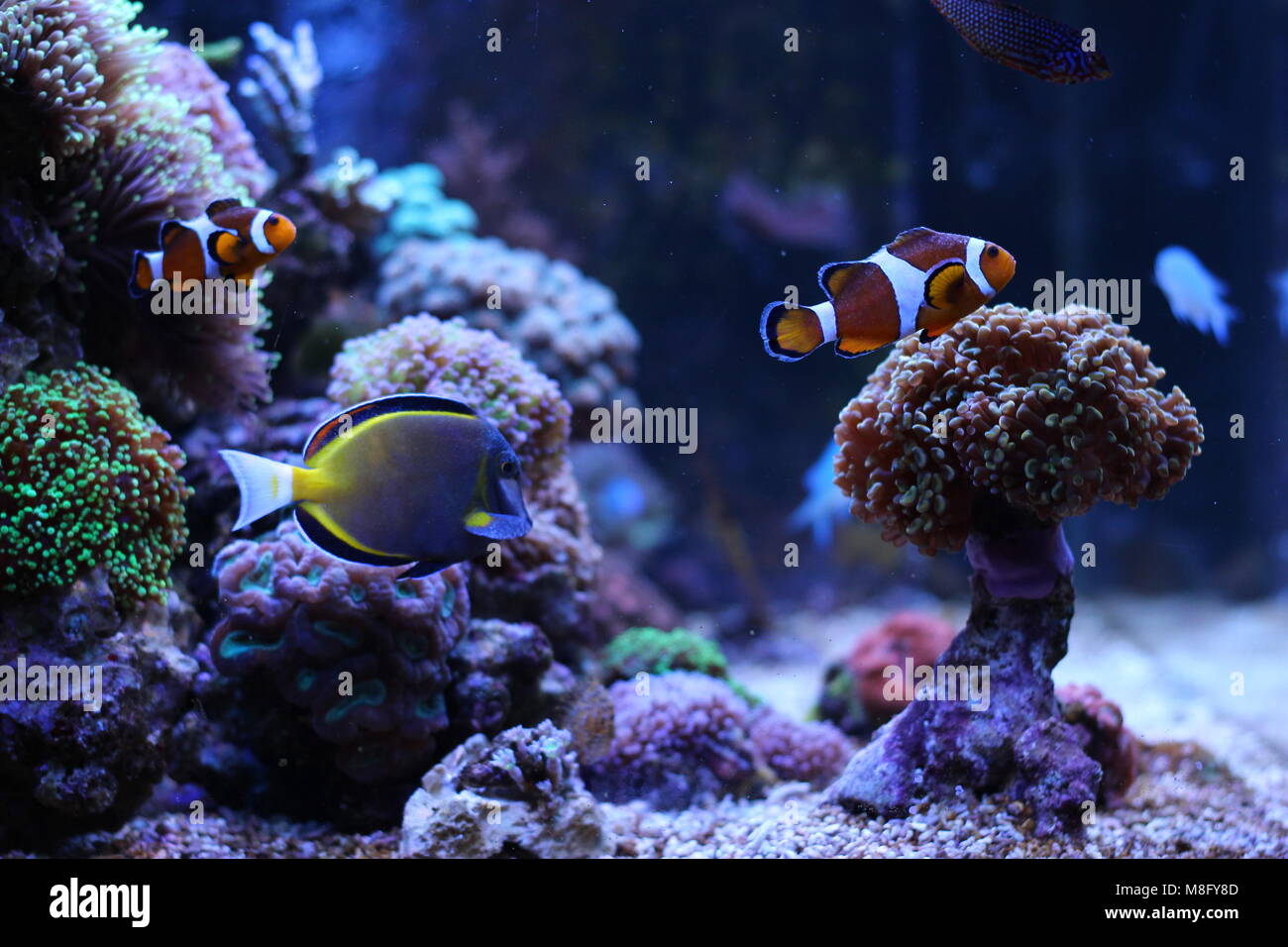 Saltwater coral reef aquarium tank Stock Photo Alamy