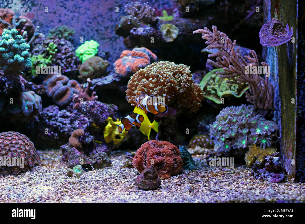 Saltwater coral reef aquarium tank Stock Photo Alamy