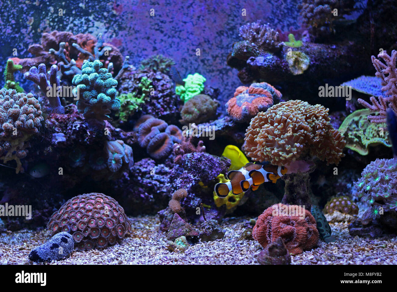 Saltwater coral reef aquarium tank Stock Photo Alamy