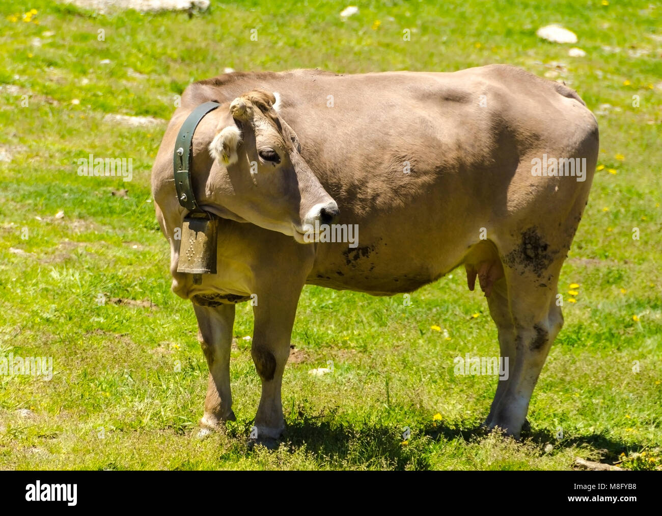 Pyrenean is a breed whose origin is found in the Pyrenees. It is fundamentally used for meat production and is currently expanding. Stock Photo