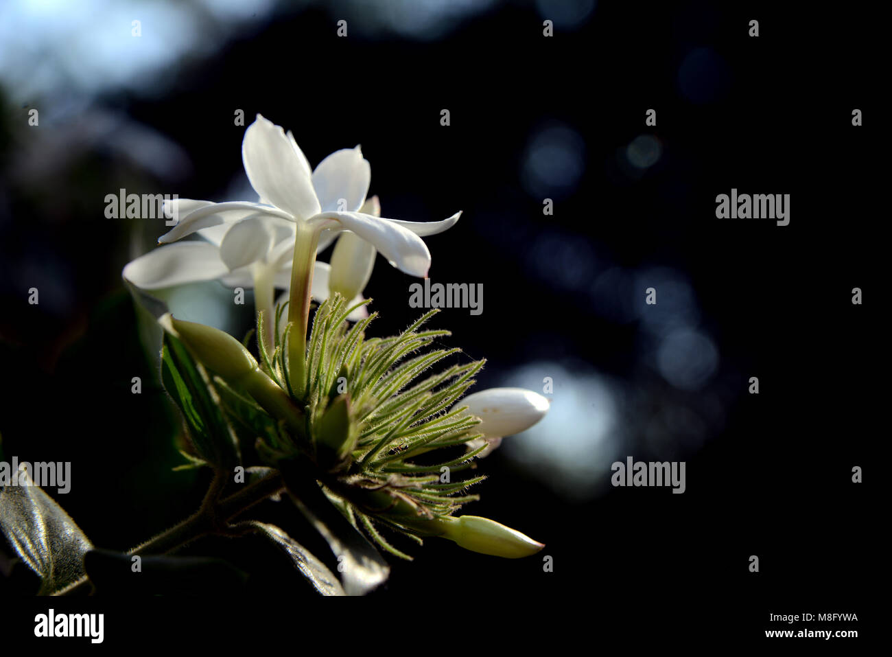 White Jasmine flower closeup in a garden with dark natural background Stock Photo