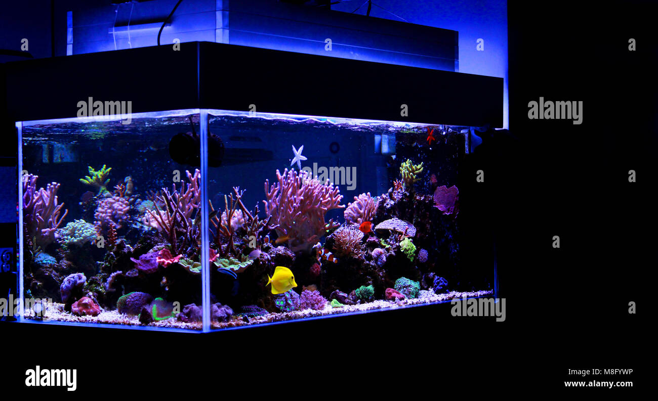 Saltwater coral reef aquarium tank Stock Photo Alamy