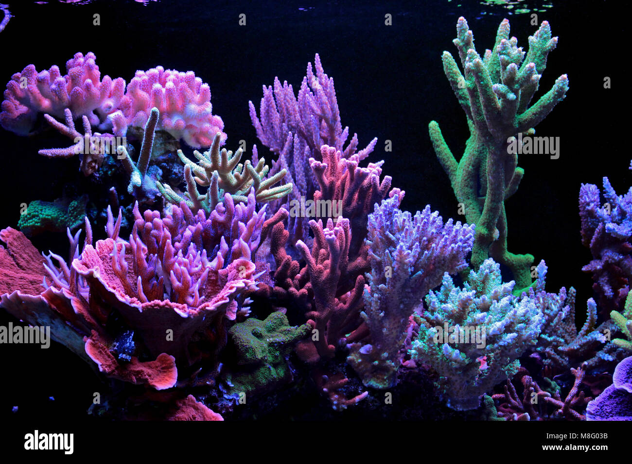 Saltwater coral reef aquarium tank Stock Photo Alamy