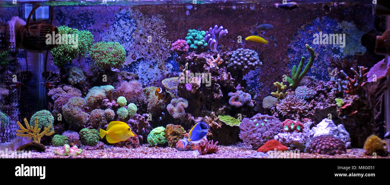 Saltwater coral reef aquarium tank Stock Photo Alamy