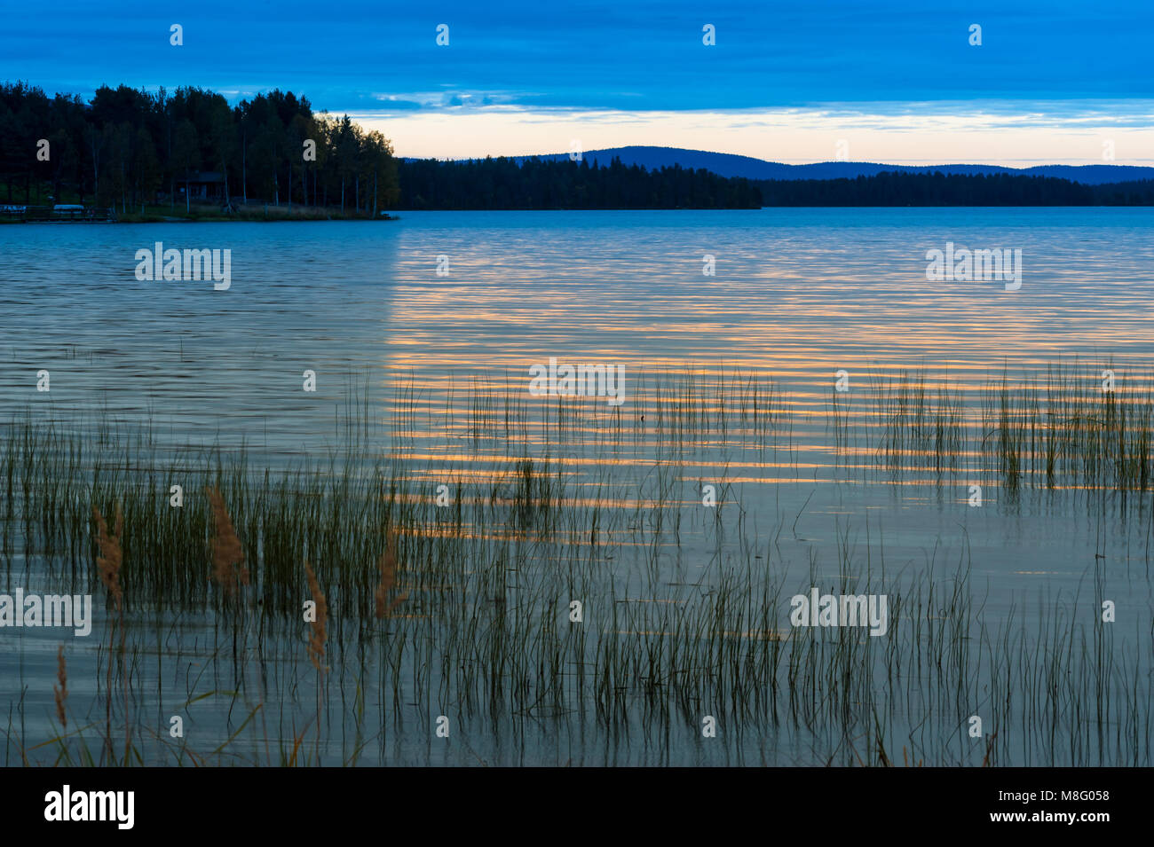 Calm placid freshwater lake at sunset with warm light on the water and pond weed plant in the front Stock Photo