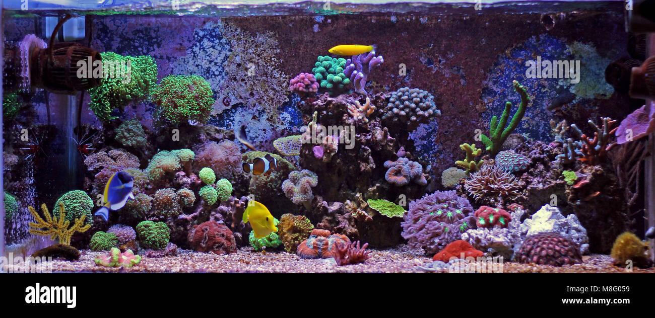 Thumbnail for Saltwater Reef Tank Photography And Videography Stock Media Tutorials