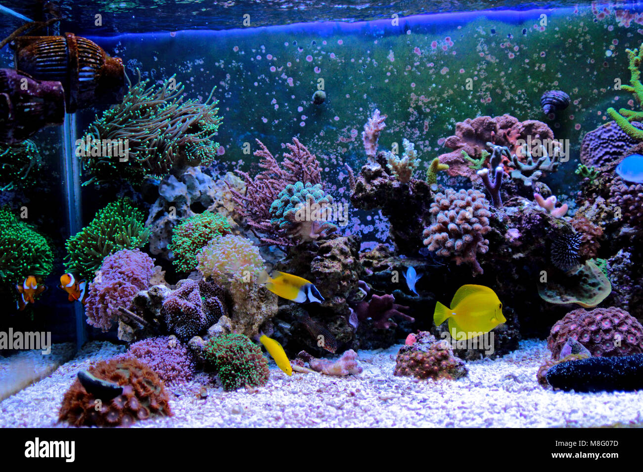 Saltwater coral reef aquarium tank Stock Photo Alamy