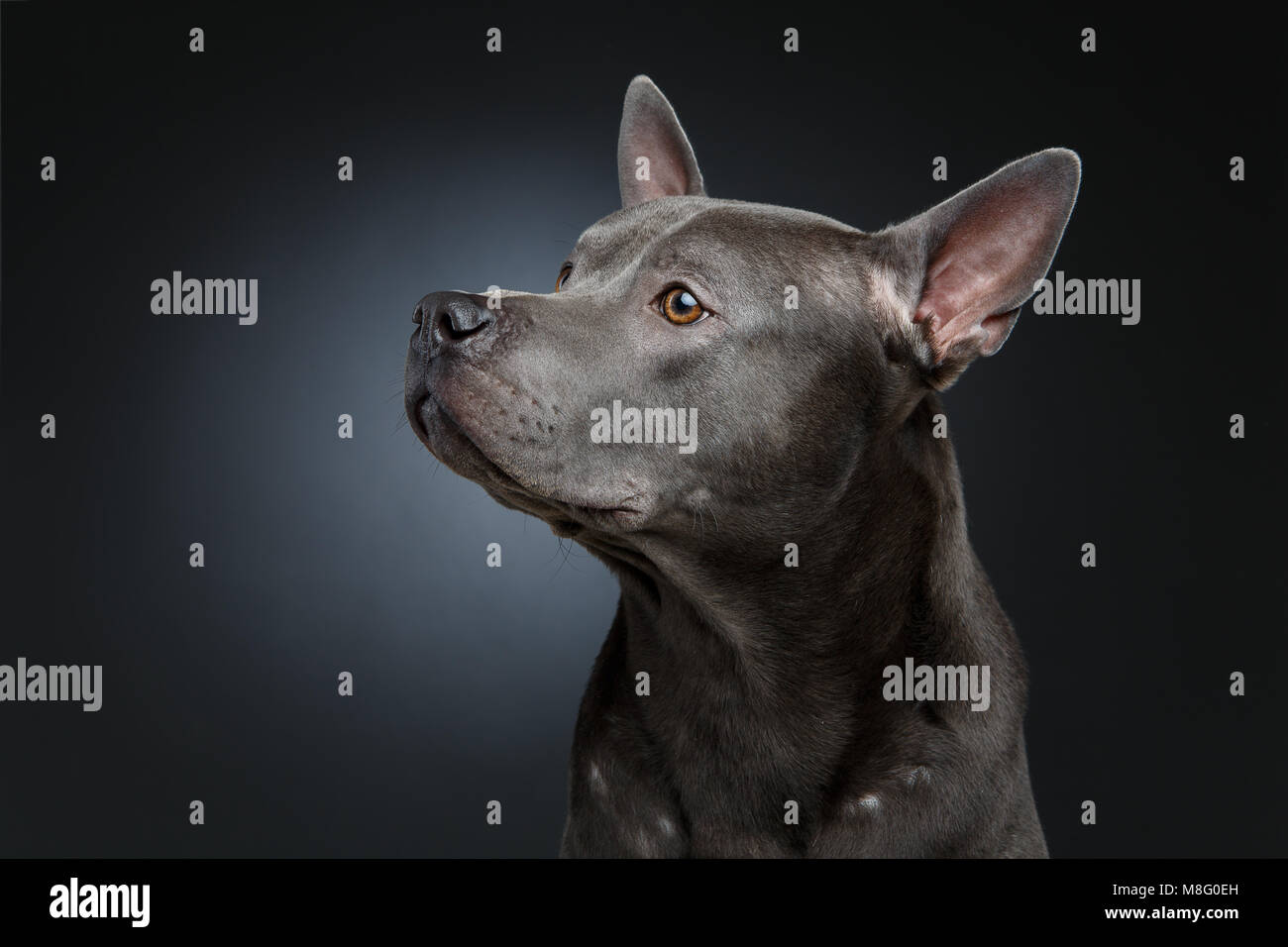 beautiful blue thai ridgeback dog Stock Photo - Alamy