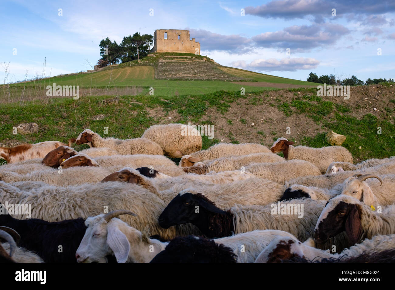 Ruins of Frederick II's castle in Gravina in Puglia with sheep in the foreground. Apulia region, Italy Stock Photo