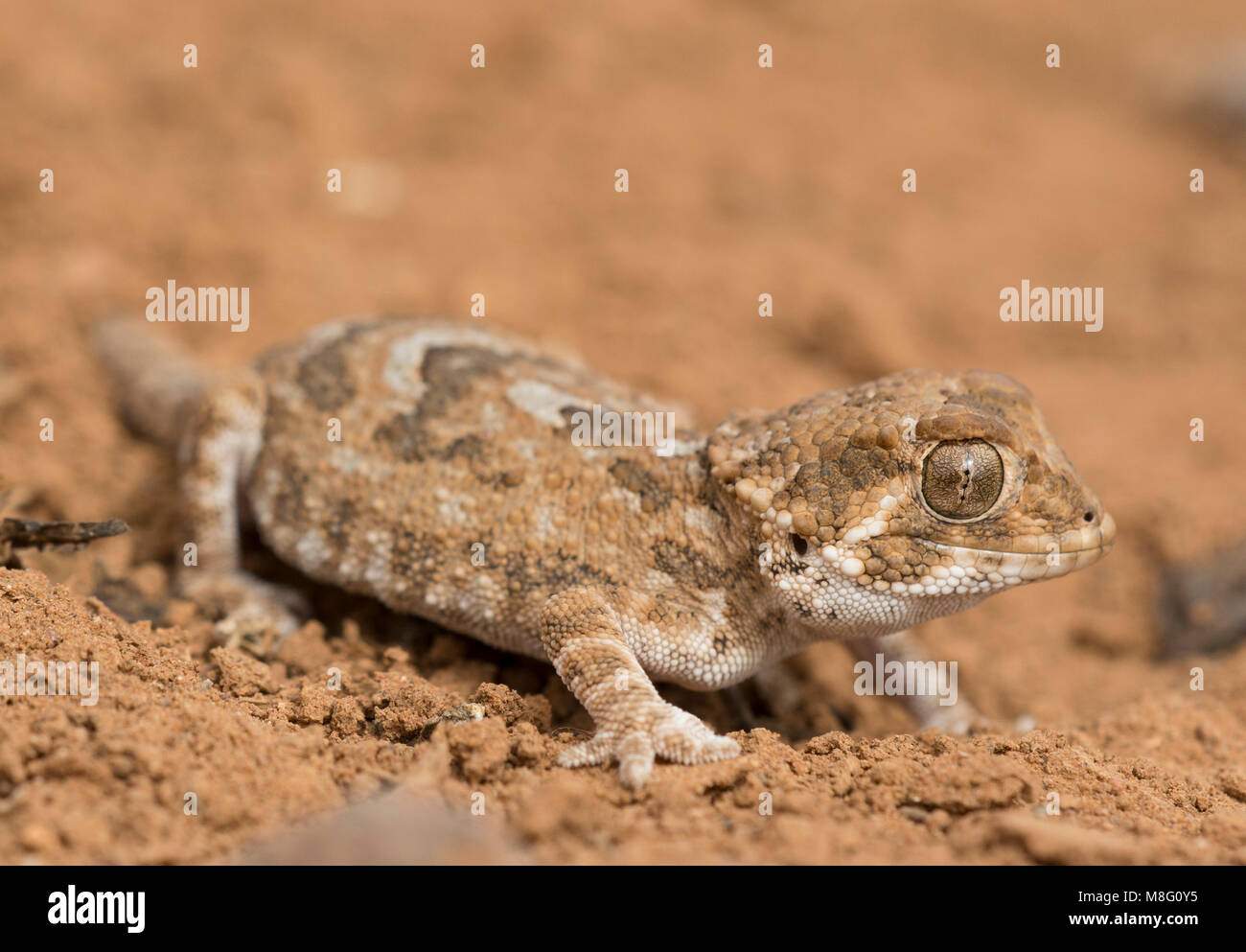 Helmeted Gecko (Tarentola chazaliae) in the Western Saharan desert of Morocco. Stock Photo
