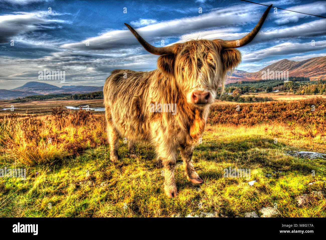 Isle of Mull, Scotland. Artistic close up view of a highland cow grazing in the Ardnadrochit area of the Isle of Mull. Stock Photo