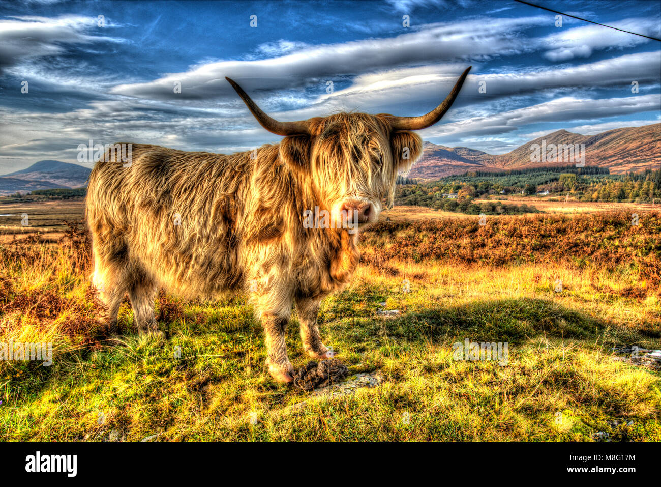 Isle of Mull, Scotland. Artistic close up view of a highland cow grazing in the Ardnadrochit area of the Isle of Mull. Stock Photo