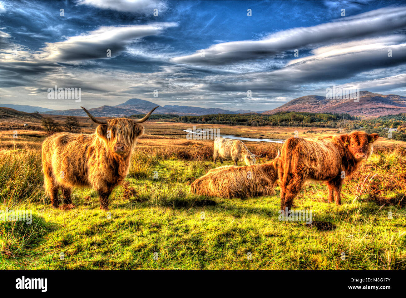 Isle of Mull, Scotland. Artistic view of highland cows grazing in the Ardnadrochit area of the Isle of Mull. Stock Photo