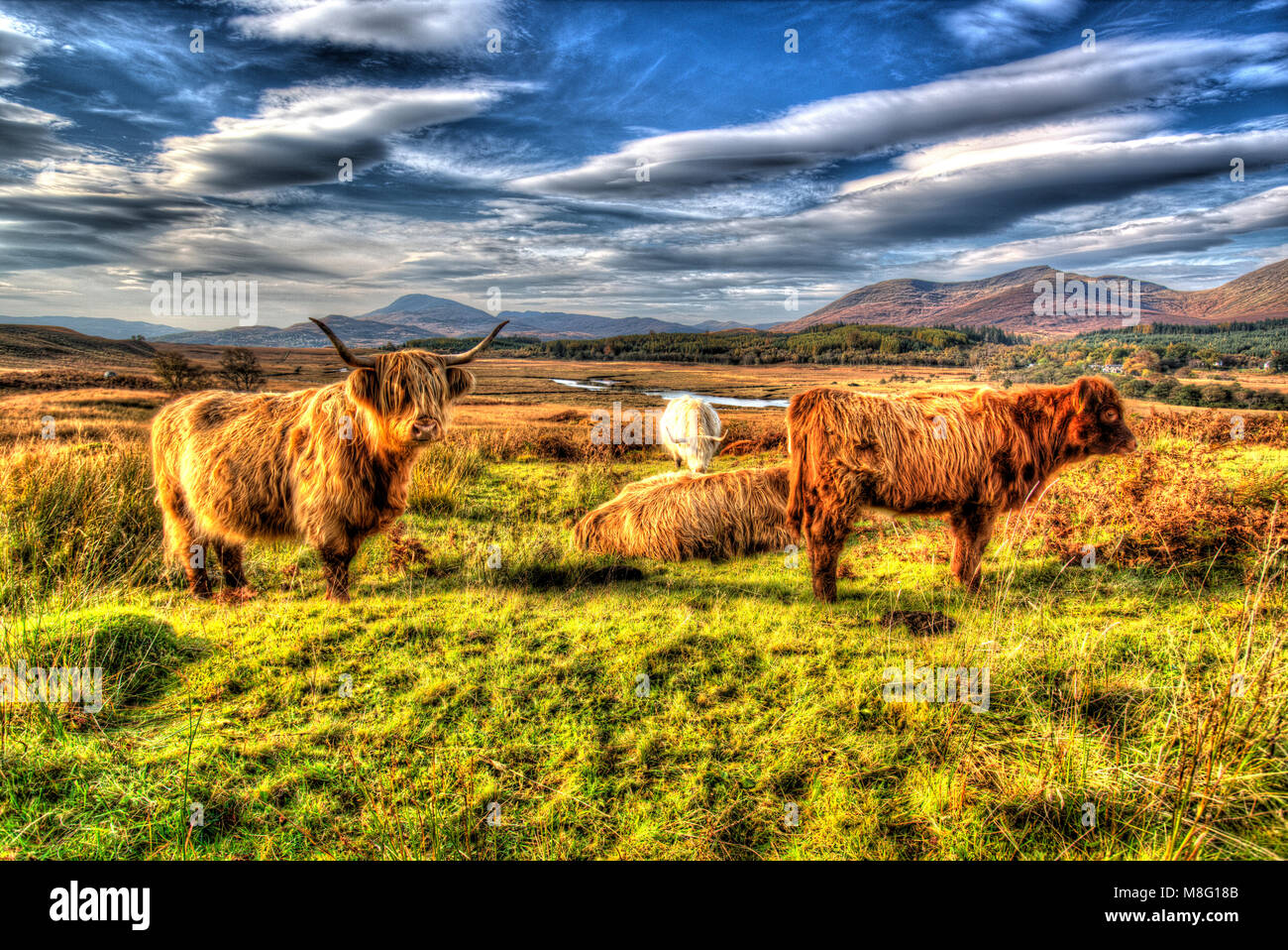 Isle of Mull, Scotland. Artistic view of highland cows grazing in the Ardnadrochit area of the Isle of Mull. Stock Photo