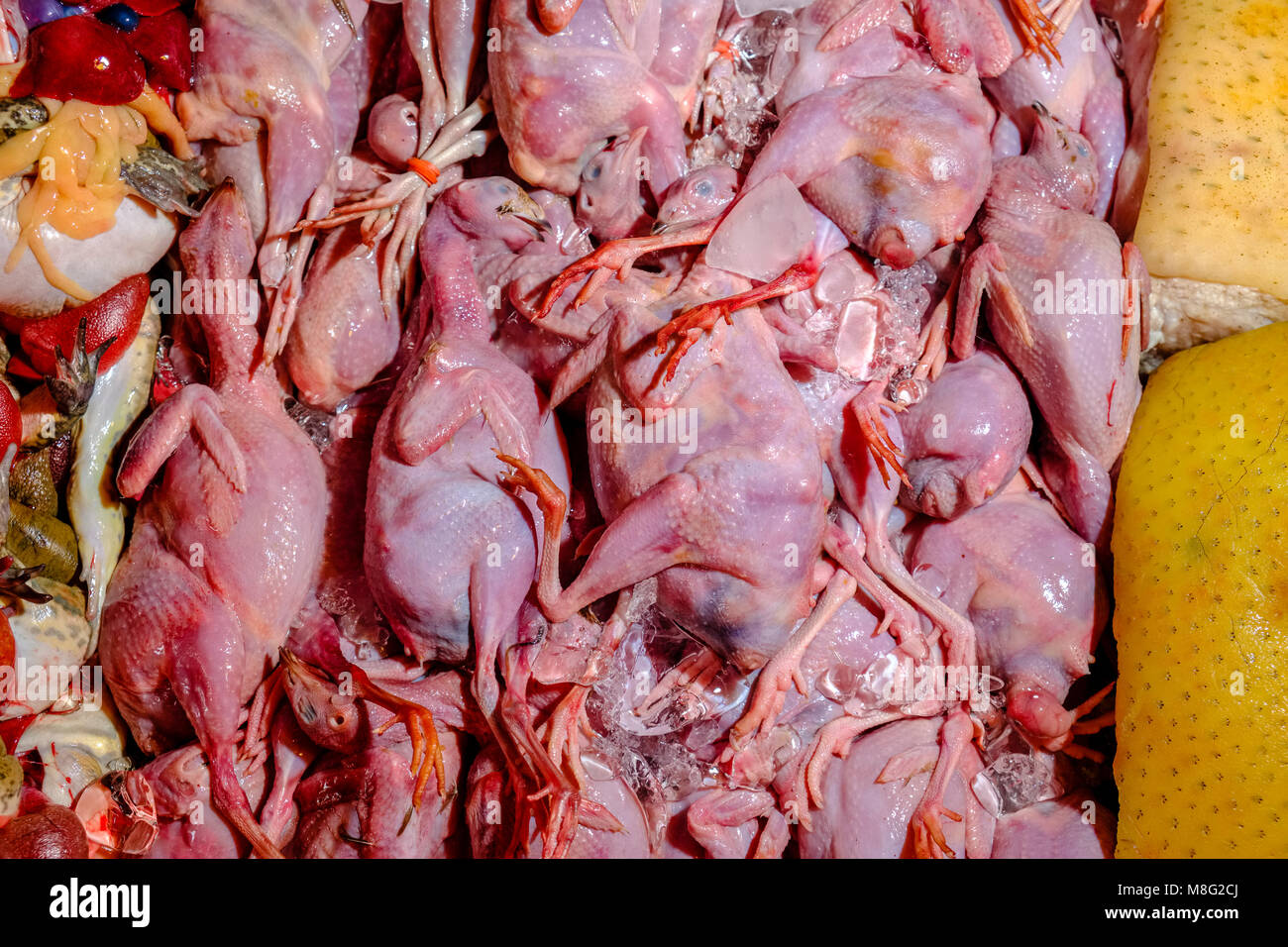 Fresh quails are for sale at Nonthaburi Market Stock Photo