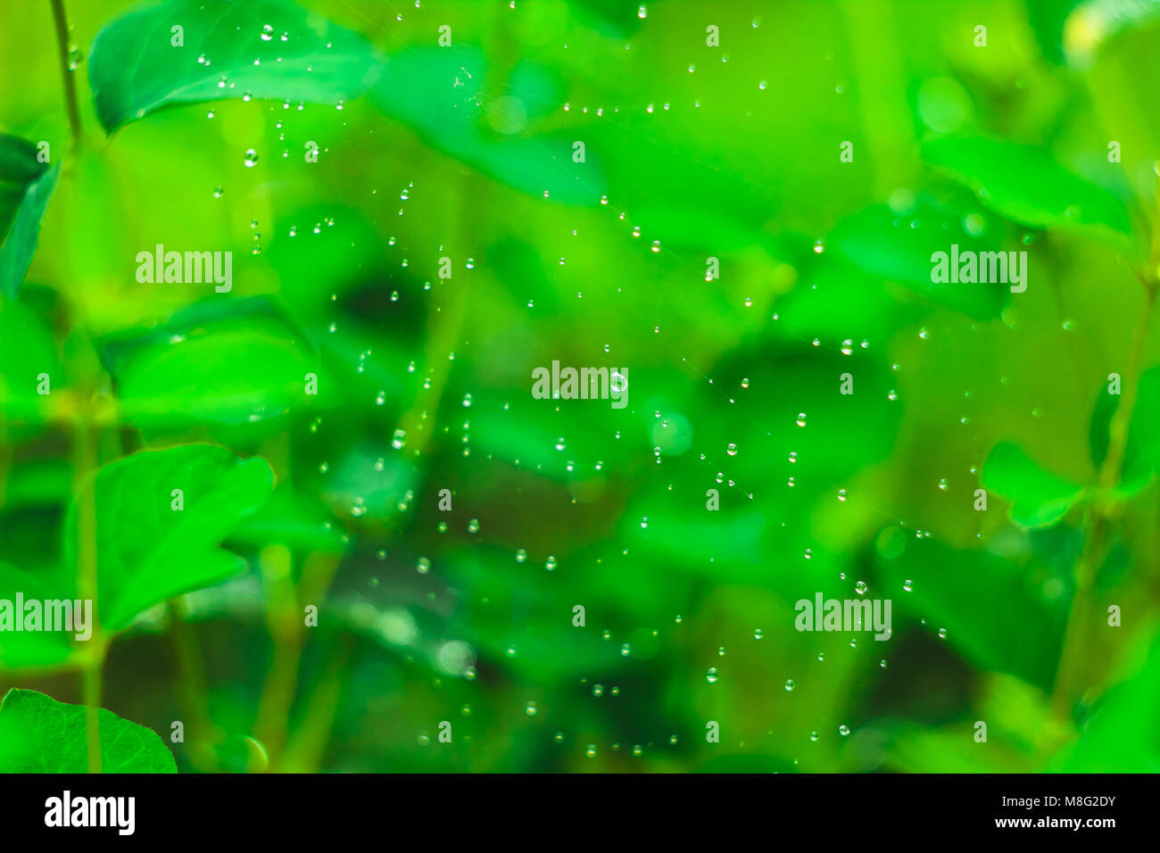 dew on a spider web on a green grass background in garden Stock Photo