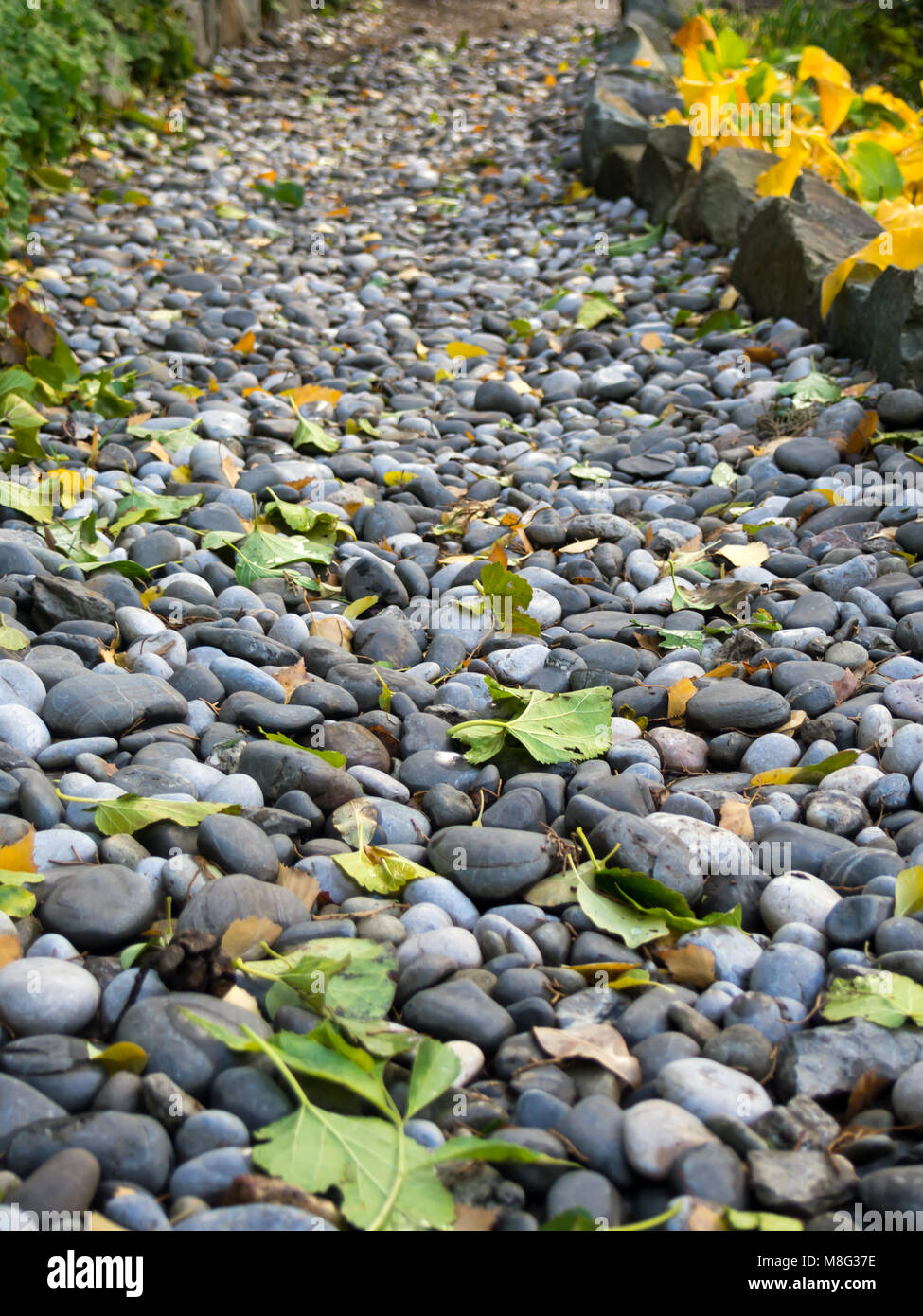 Walkway of pebbles strewn with fallen leaves Stock Photo - Alamy