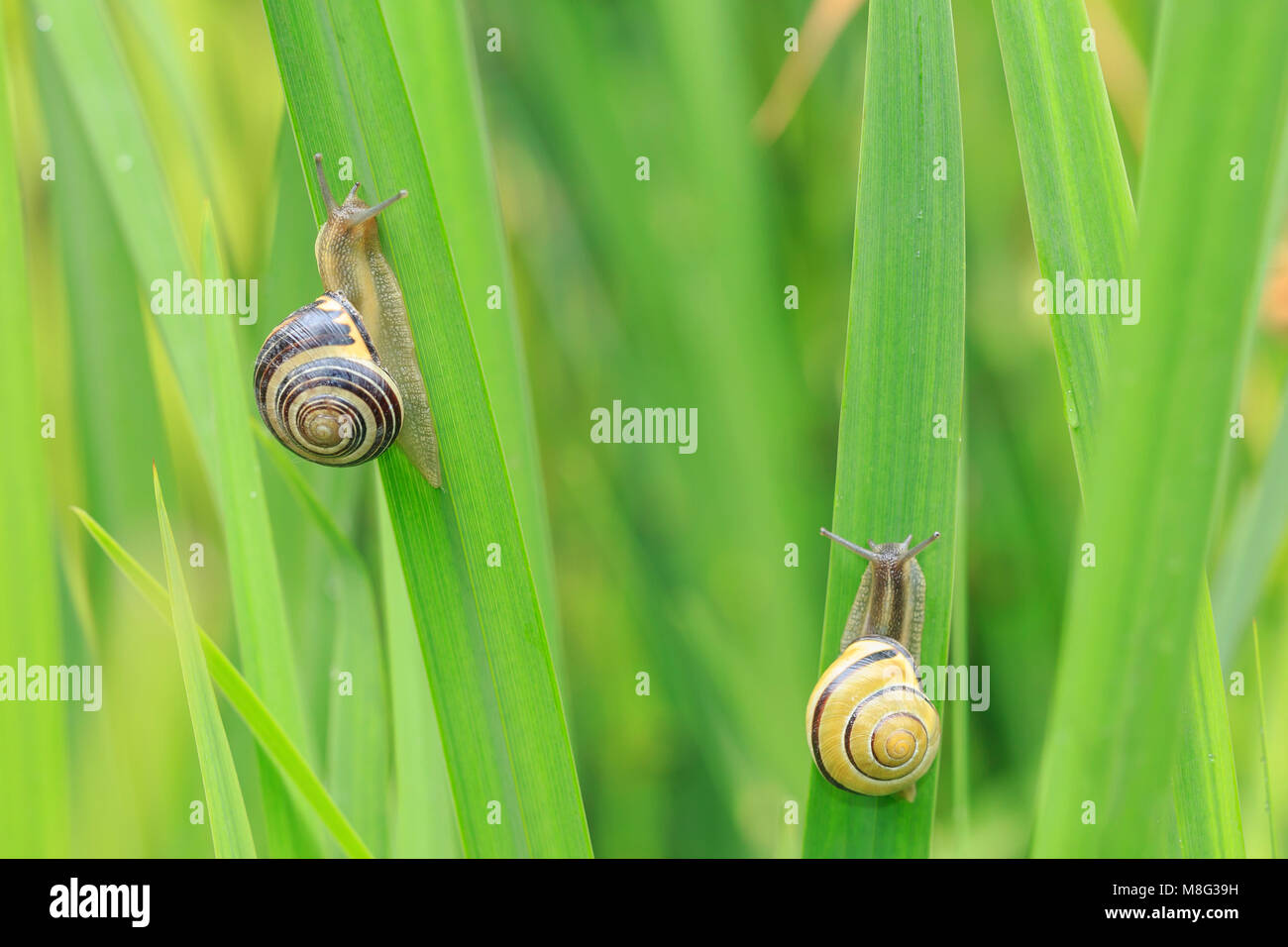 Close up of two grove snails, brownlipped snail (Cepaea nemoralis