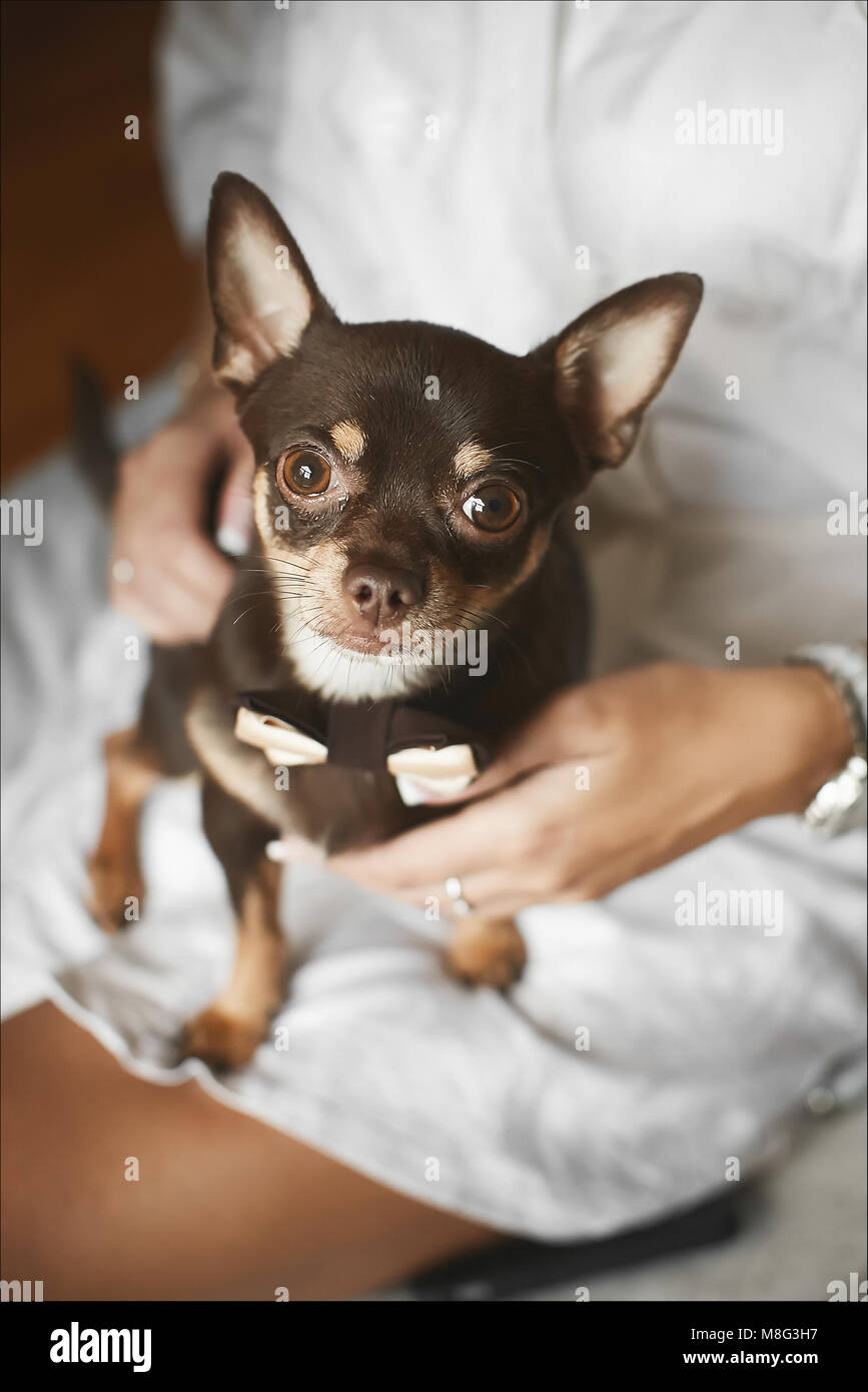 Chihuahua Small Dog In Bow Tie Sits On The Lady S Knees Stock Photo Alamy