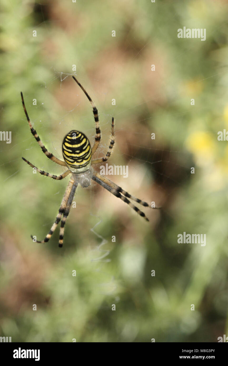 Female Wasp spider, Argiope bruennichi, on web Stock Photo