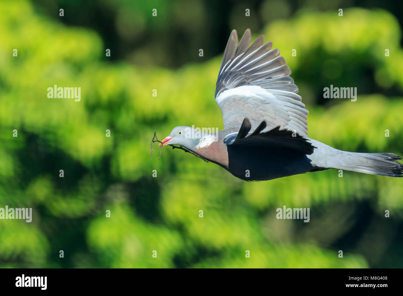 Close-up of a wood pigeon, columba palumbus, bird in flight while gathering nesting material to the nest for breeding. Stock Photo